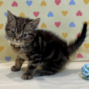 Alternative view of アメリカン・ショートヘアー