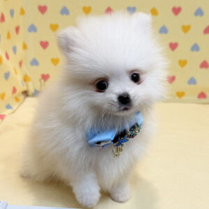 Alternative view of ミックス犬