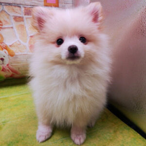 Alternative view of ミックス犬