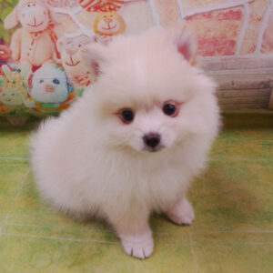 Alternative view of ミックス犬