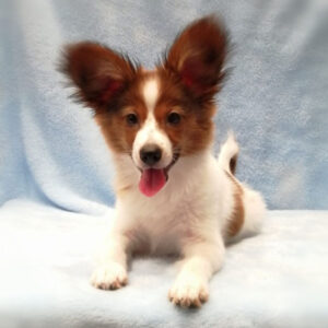 Alternative view of パピヨン