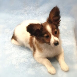 Alternative view of パピヨン