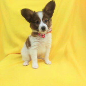 Alternative view of パピヨン