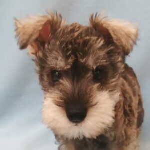 ミニチュア・シュナウザー