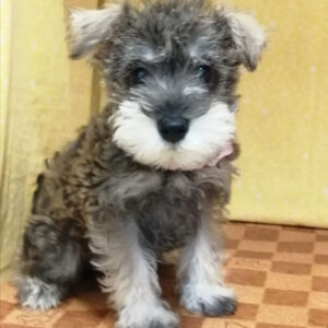 Alternative view of ミニチュア・シュナウザー