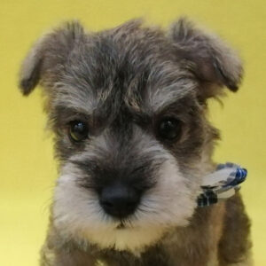 ミニチュア・シュナウザー