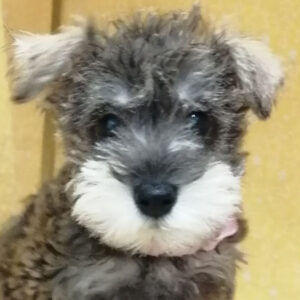 ミニチュア・シュナウザー