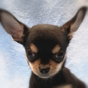 チワワ (スムースコート)