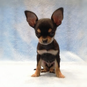 Alternative view of チワワ (スムースコート)