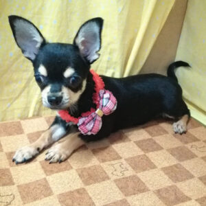 Alternative view of チワワ (スムースコート)