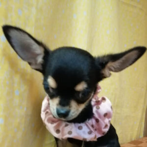 チワワ (スムースコート)