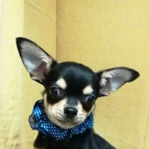 チワワ (スムースコート)