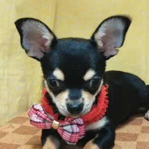 チワワ (スムースコート)