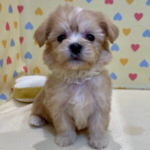 Alternative view of ミックス犬