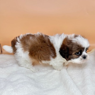 シー・ズー - 画像 (3)