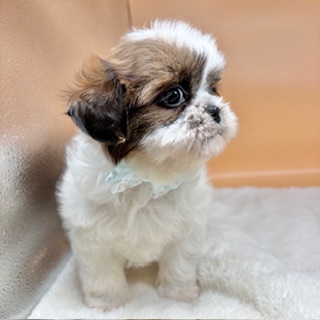 シー・ズー - 画像 (5)