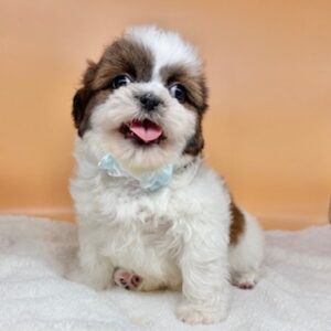 Alternative view of シー・ズー