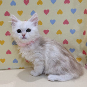 Alternative view of サイベリアン