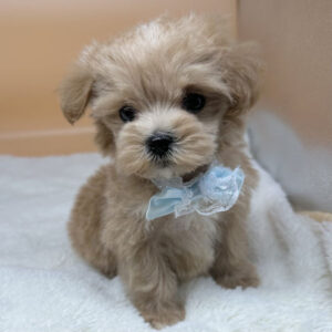 Alternative view of ミックス犬