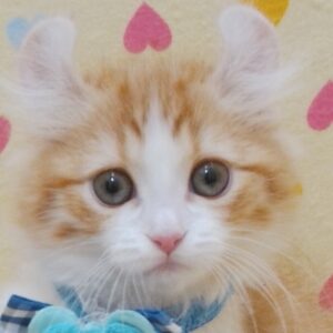 アメリカン・カール