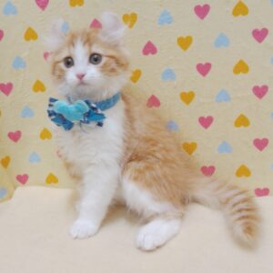 Alternative view of アメリカン・カール