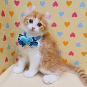 Alternative view of アメリカン・カール