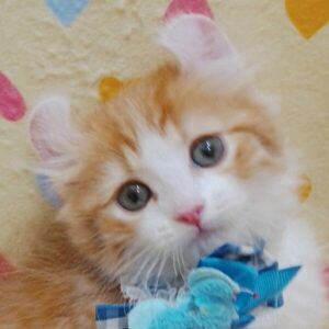 アメリカン・カール