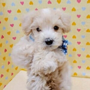 Alternative view of ミックス犬