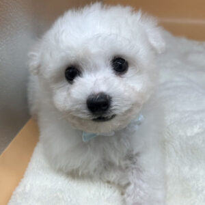 Alternative view of ビション・フリーゼ