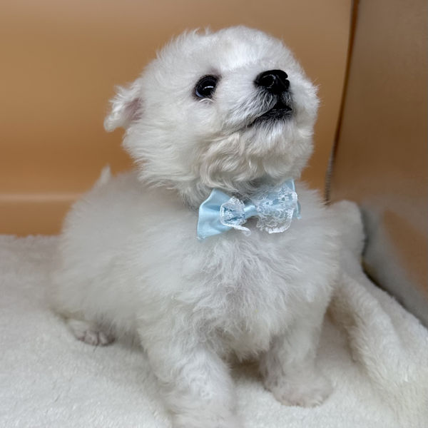 ビション・フリーゼ - 画像 (3)