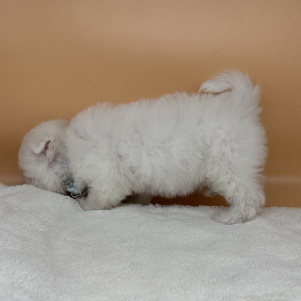 ビション・フリーゼ - 画像 (4)