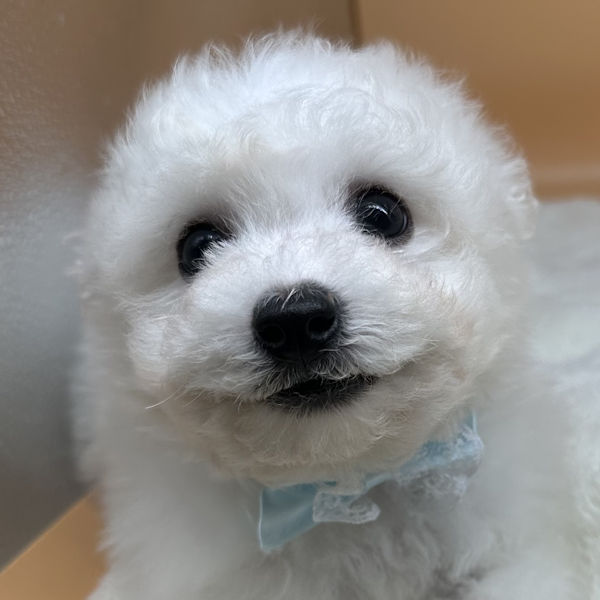 ビション・フリーゼ