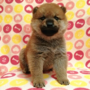 Alternative view of 柴