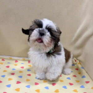 Alternative view of シー・ズー