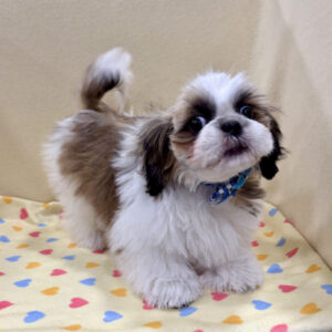 Alternative view of シー・ズー