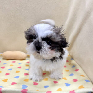 Alternative view of シー・ズー