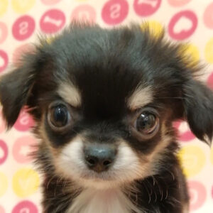 チワワ (ロングコート)