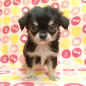 Alternative view of チワワ (ロングコート)