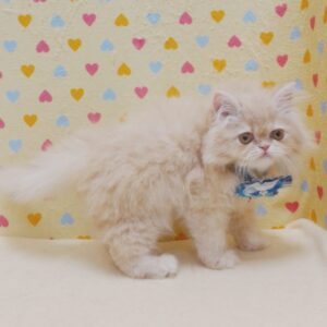 Alternative view of ミヌエット