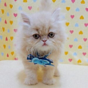 Alternative view of ミヌエット