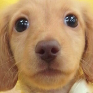 カニーンヘン・ダックスフンド(ロングヘアード)