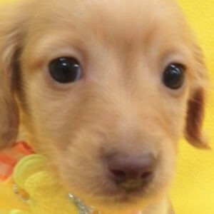 カニーンヘン・ダックスフンド(ロングヘアード)