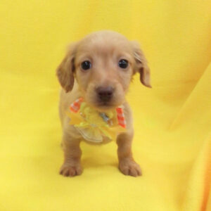 Alternative view of カニーンヘン・ダックスフンド(ロングヘアード)