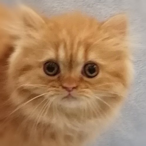 スコティッシュ・フォールド