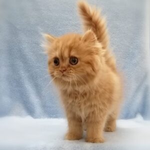 Alternative view of スコティッシュ・フォールド