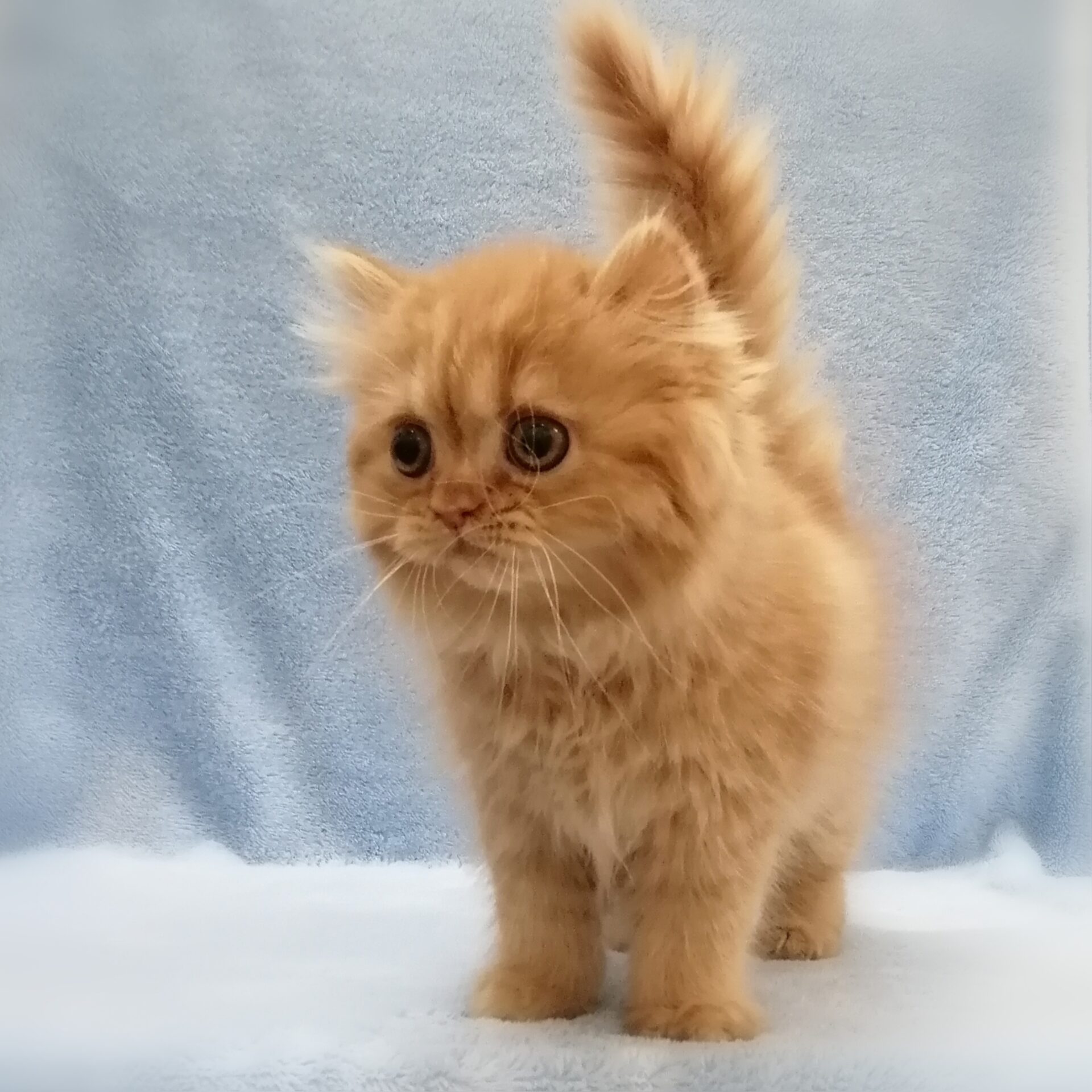 スコティッシュ・フォールド - 画像 (2)