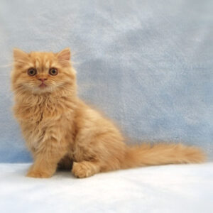 Alternative view of スコティッシュ・フォールド