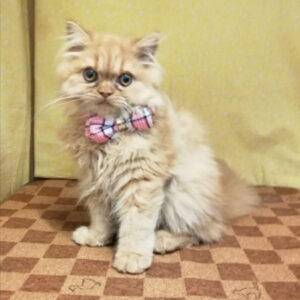 Alternative view of スコティッシュ・フォールド