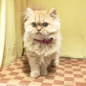 Alternative view of スコティッシュ・フォールド