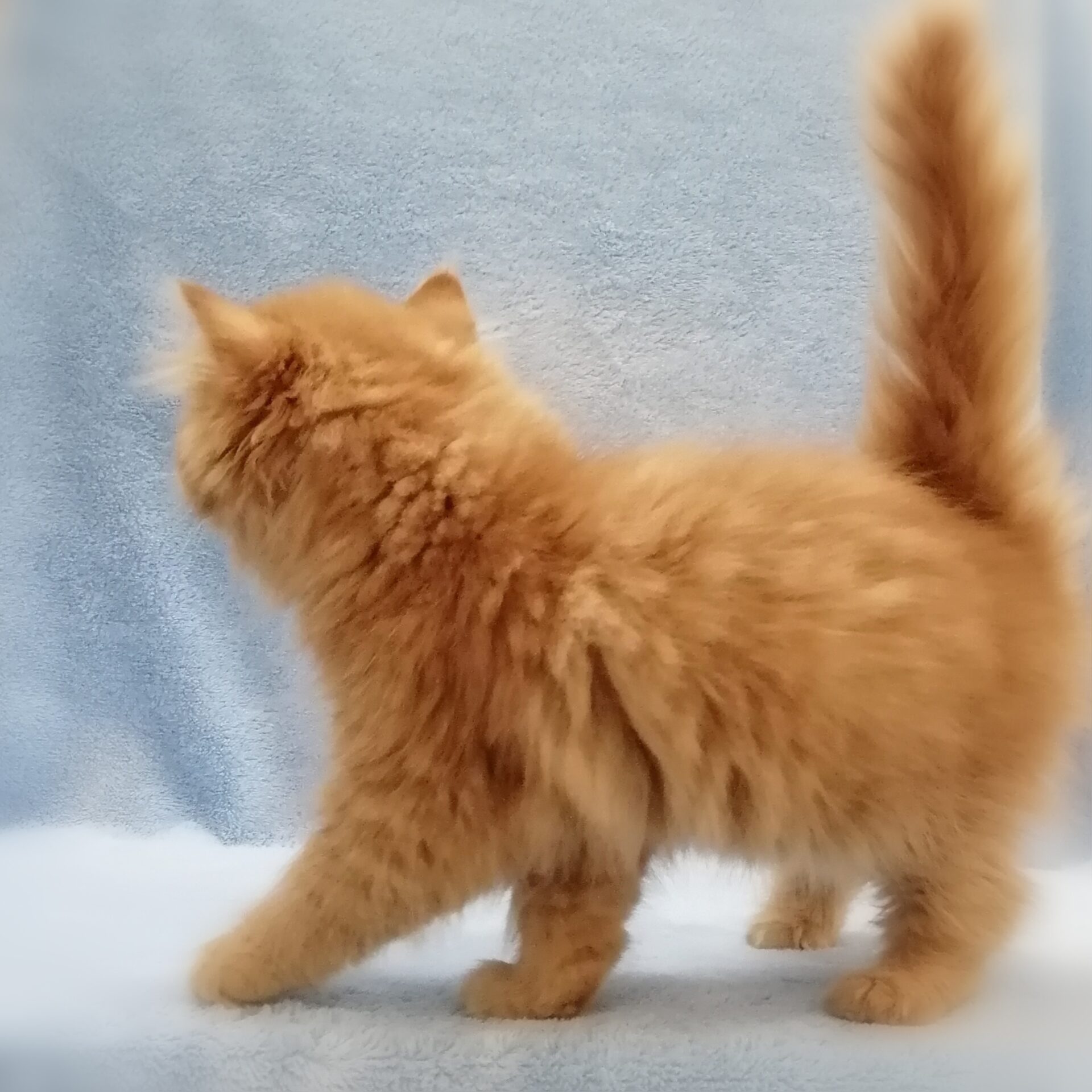 スコティッシュ・フォールド - 画像 (3)